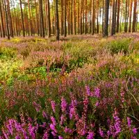 Wild heather honey from the deepest forests of Latvia image 4