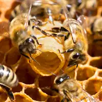 Organic Royal Jelly - 1A beekeepers quality image 4