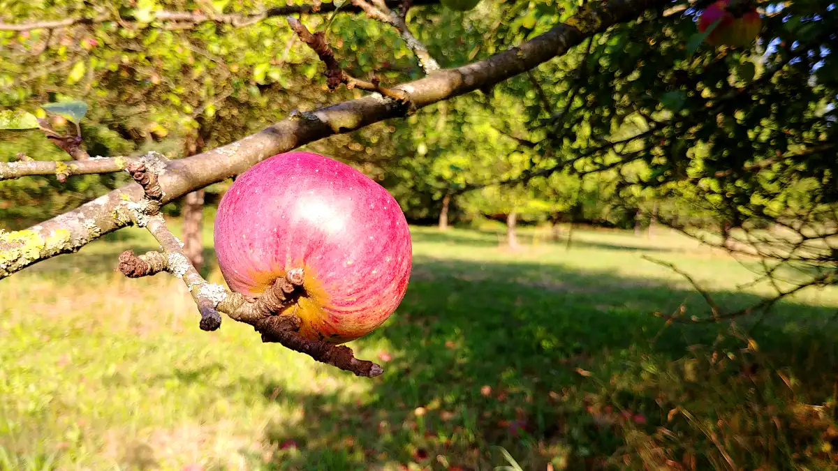 Apfel Streuobstwiese