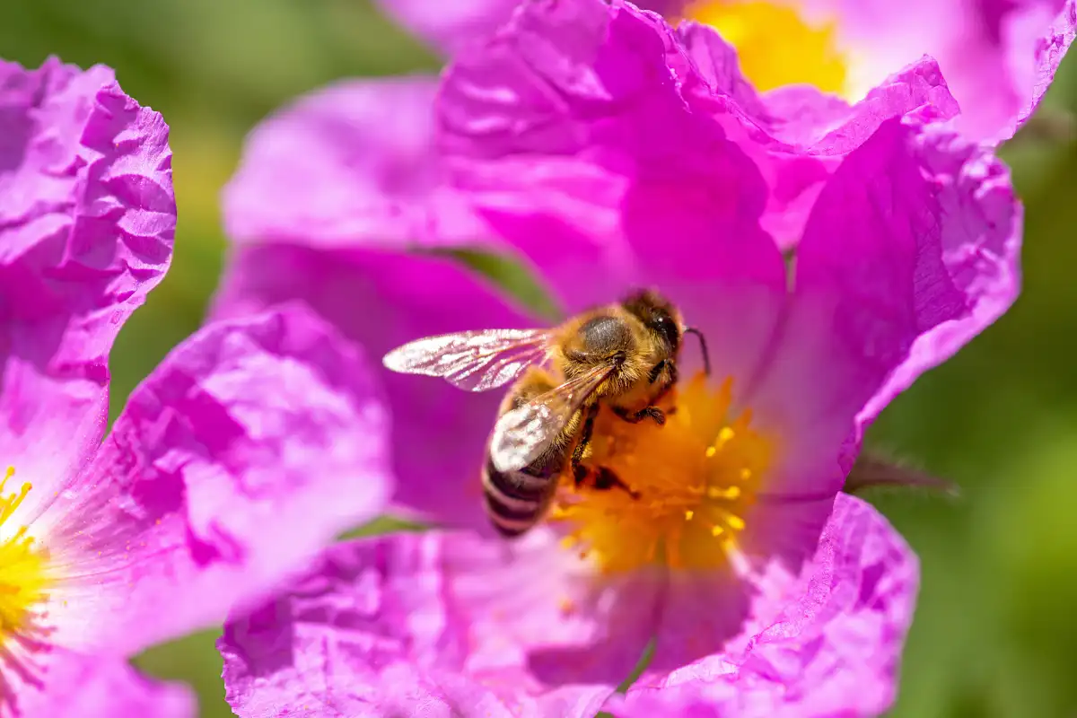 Biene auf Cistus-Blüte