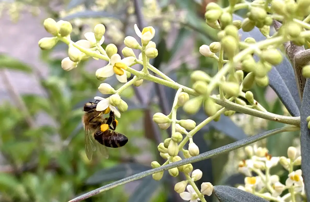 Biene an Olivenblüte