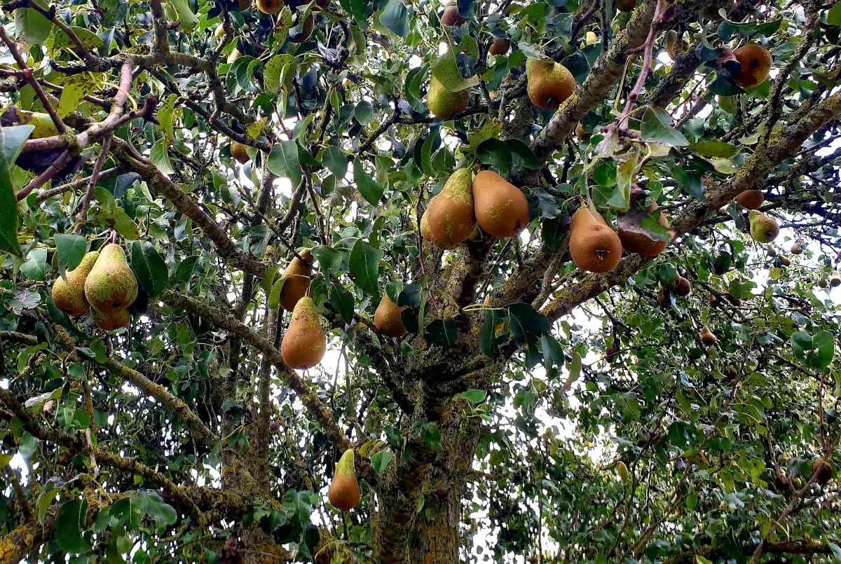 Peren aan de boom