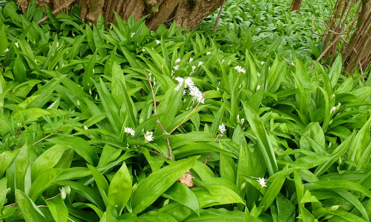 Wild garlic field