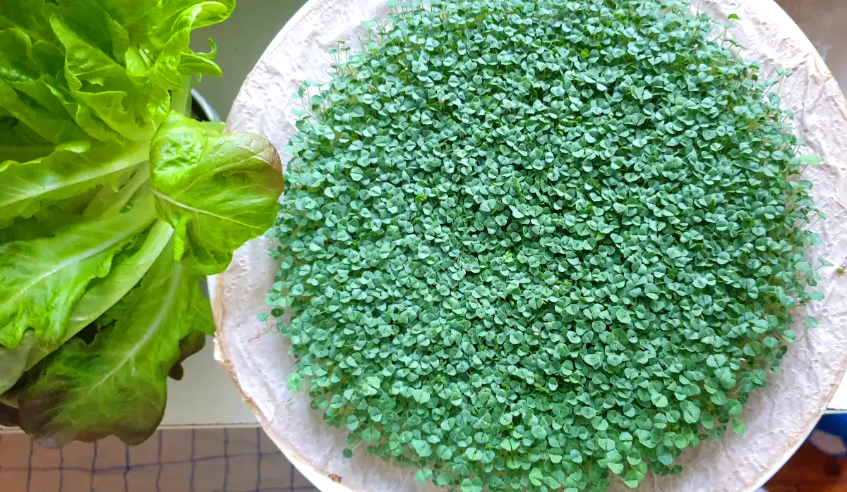 Chia Sprouts