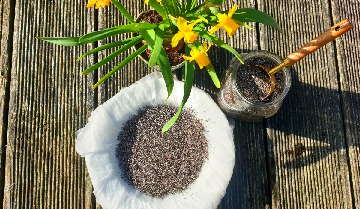 Chia Seeds