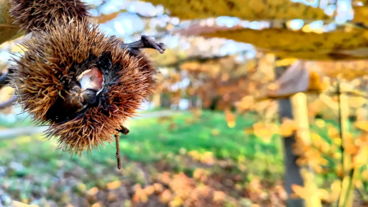 Esskastanien am Baum im Herbst