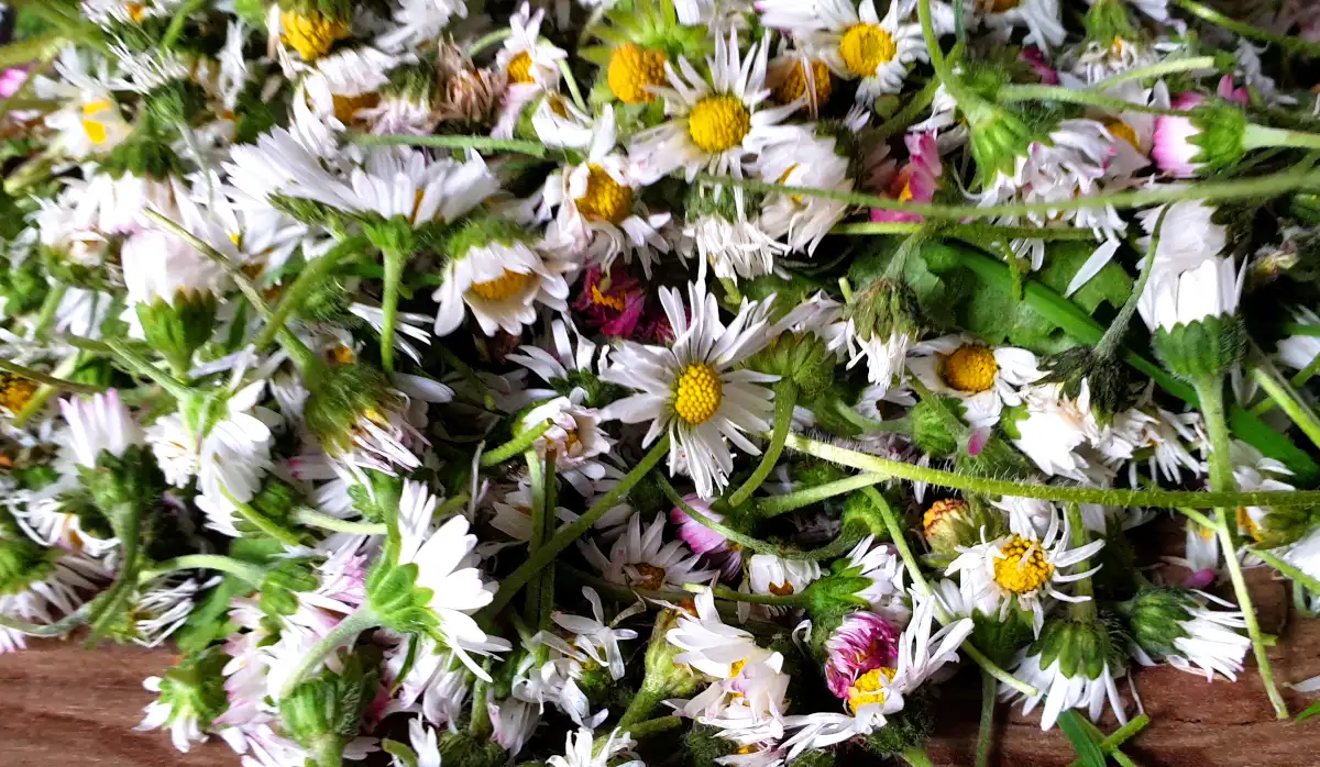 Daisies