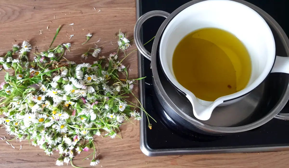 Daisy Ointment Ingredients