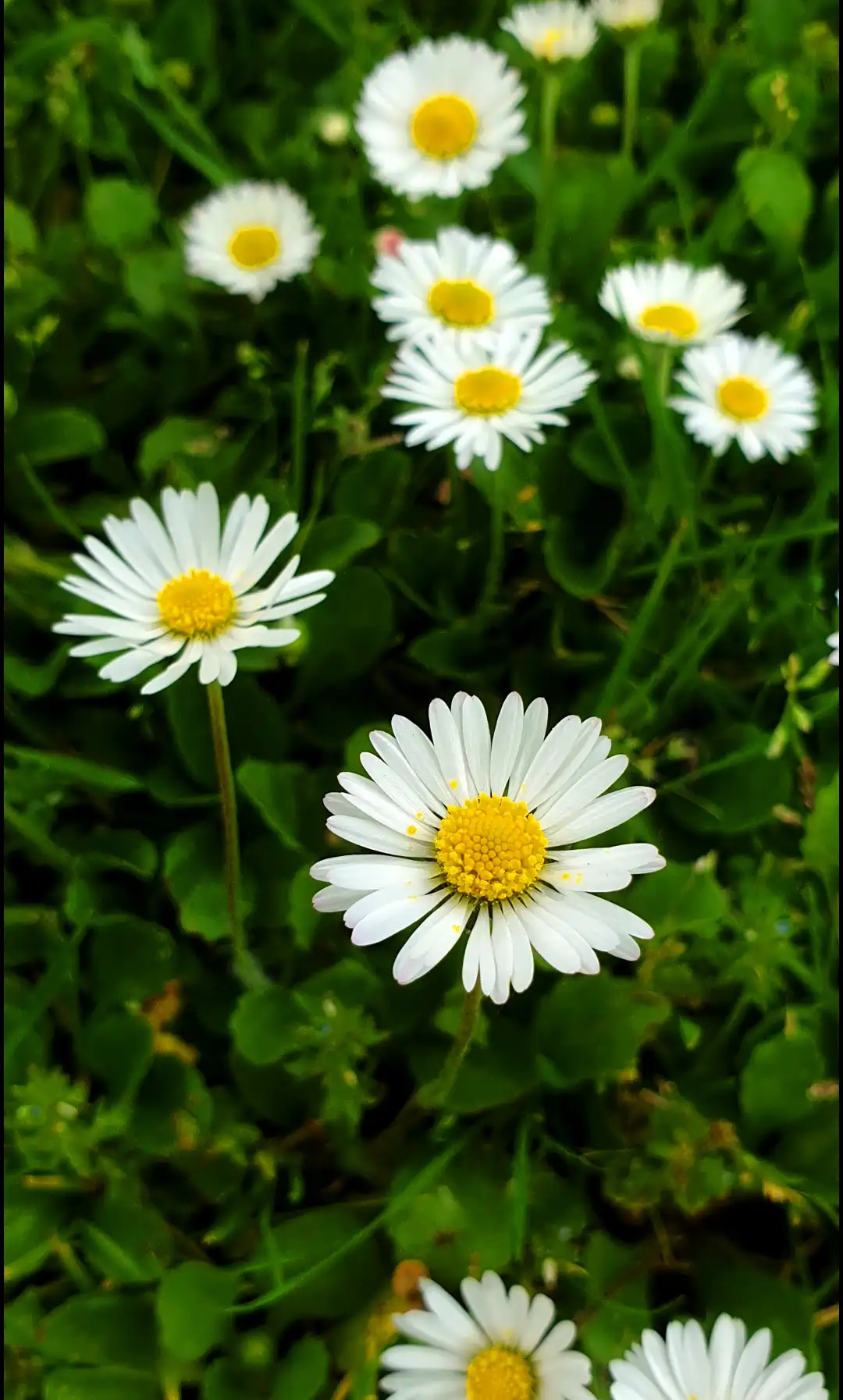 Daisies in a meadow
