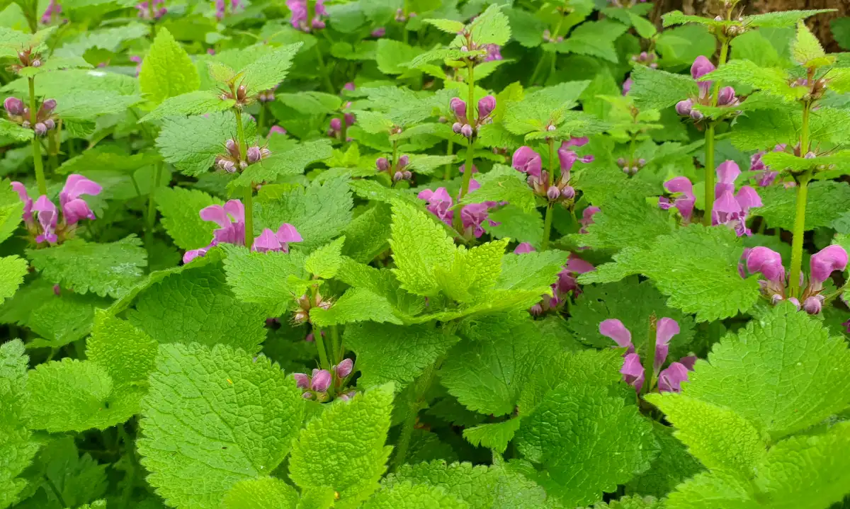 Spotted deadnettle