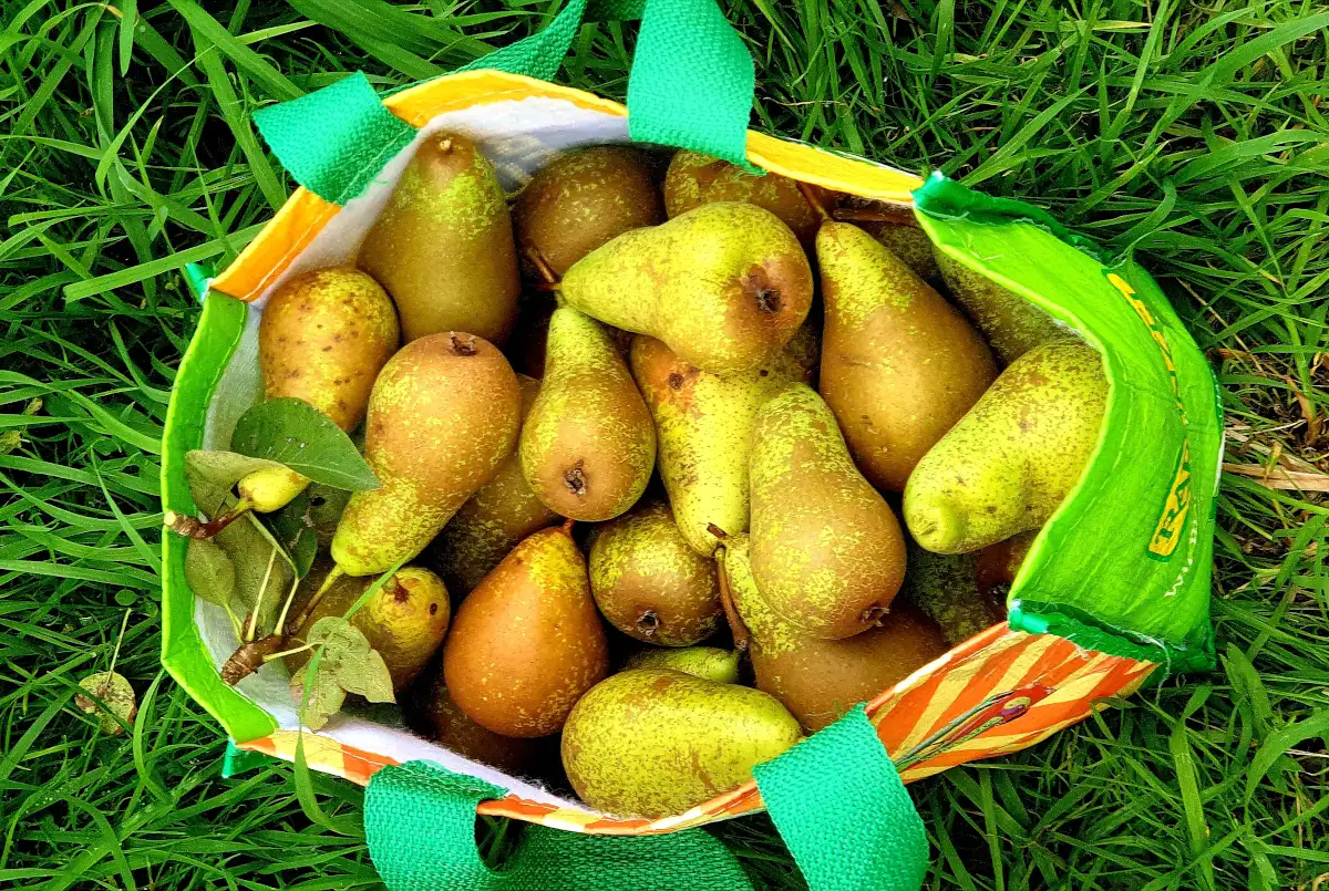 Verzamelde peren