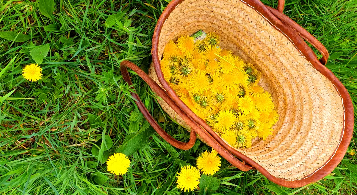 Verzamelde paardenbloemen