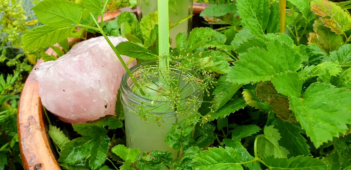 Jichtlimonade