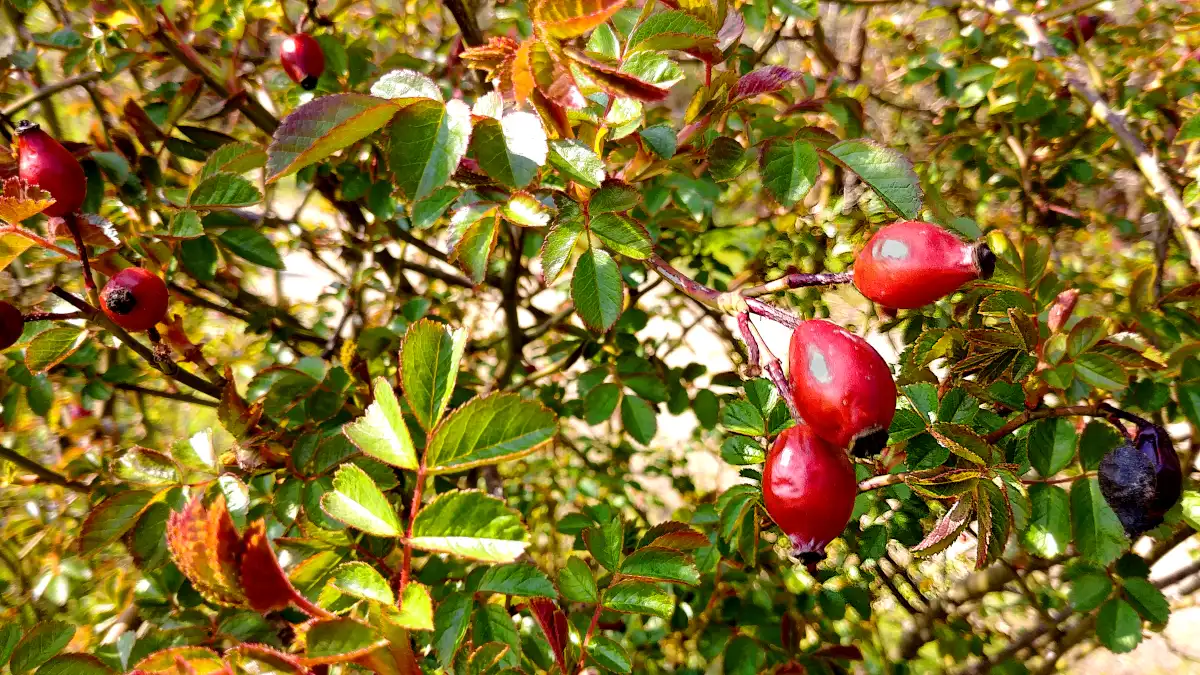 Hagebutten am Strauch