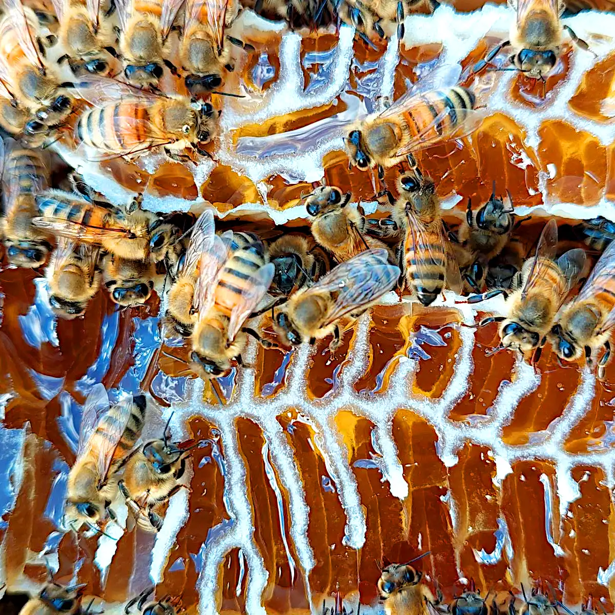 Honigwabe mit Bienen