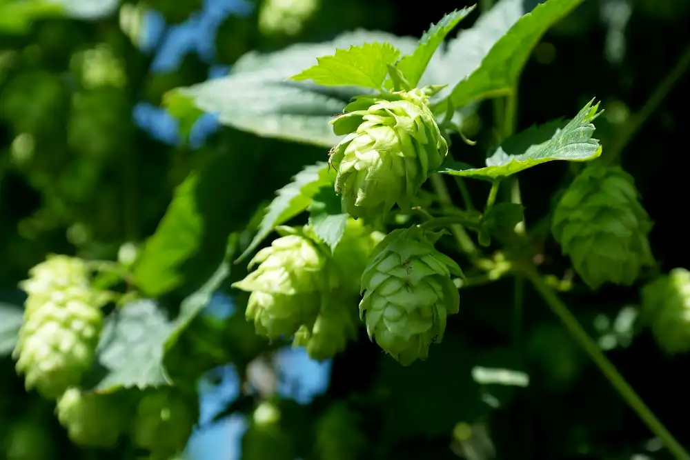 Hopfen