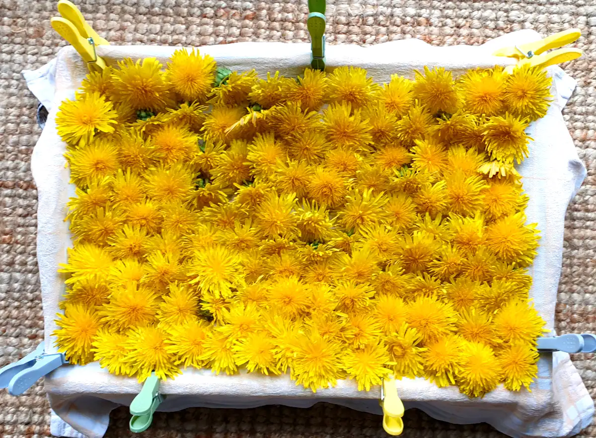 Paardenbloemen