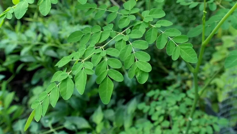 Bild Moringa