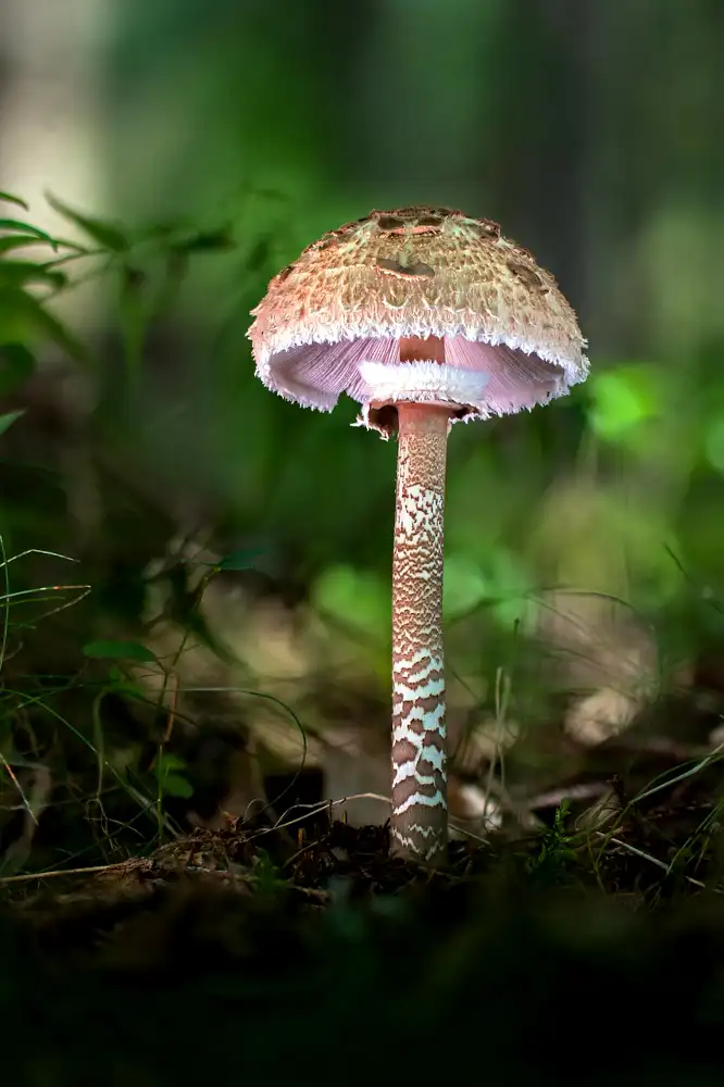 Parasol-Pilz
