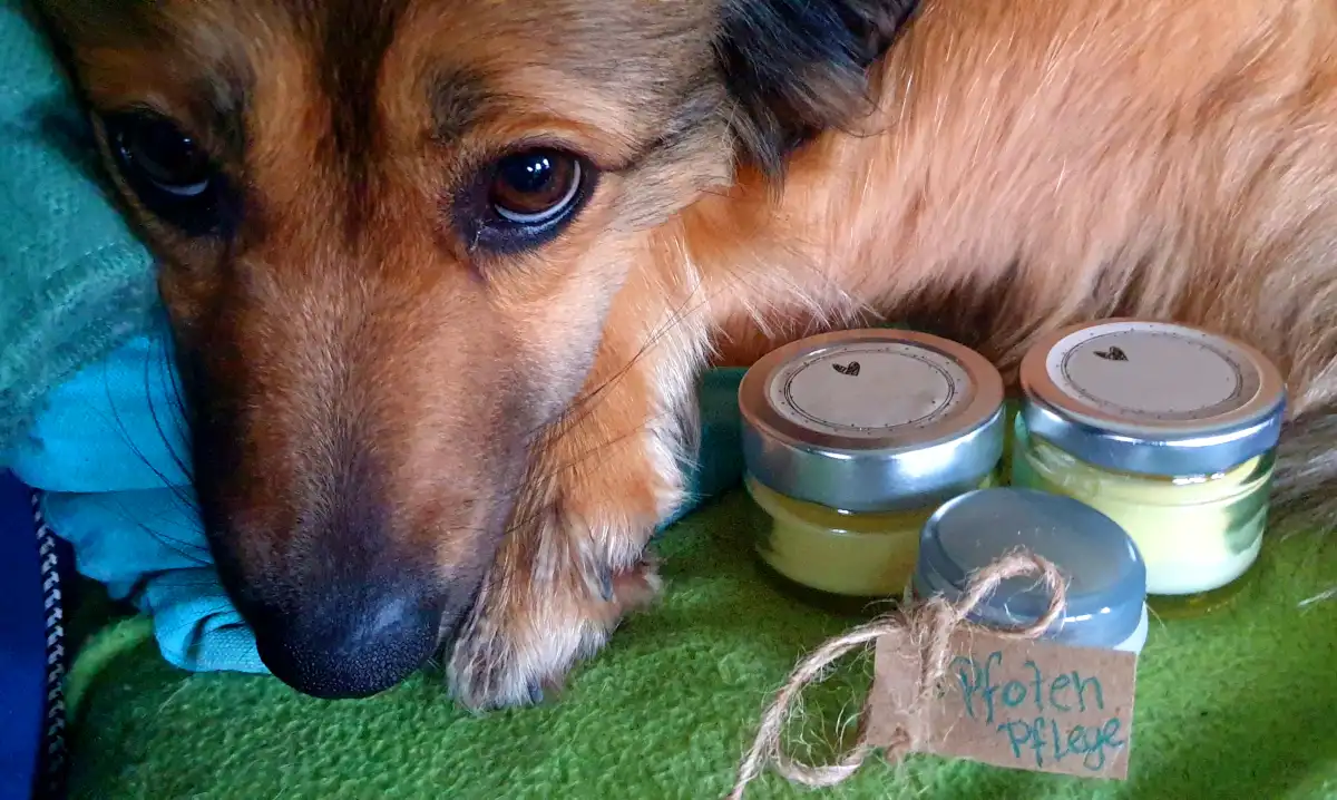 Dog with paw ointment
