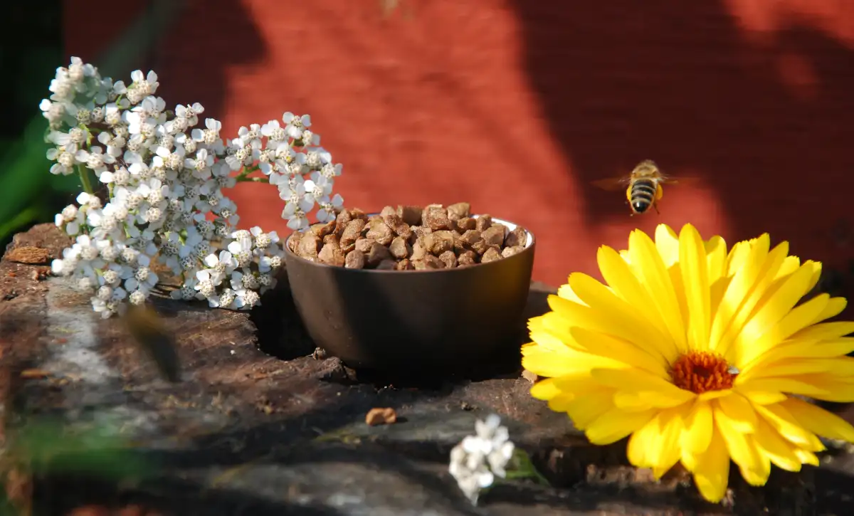 Propolis vor Bienenstock