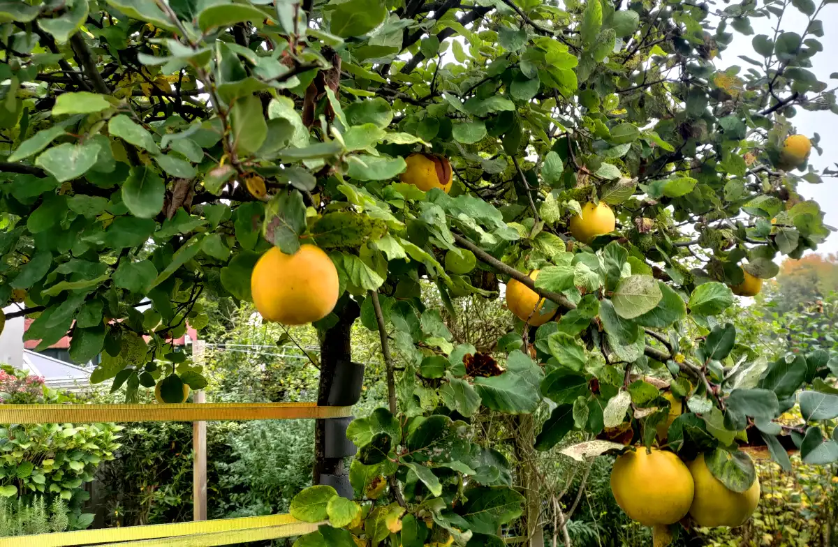 Quitten am Baum