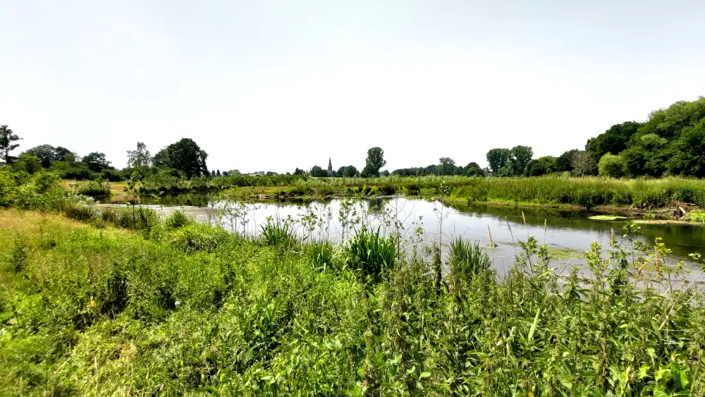 Ruderalvegetation