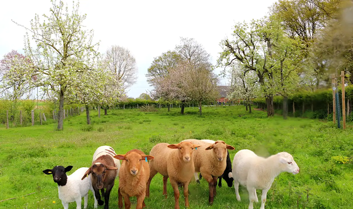 Schafe natürliche Schädlingsbekämpfung