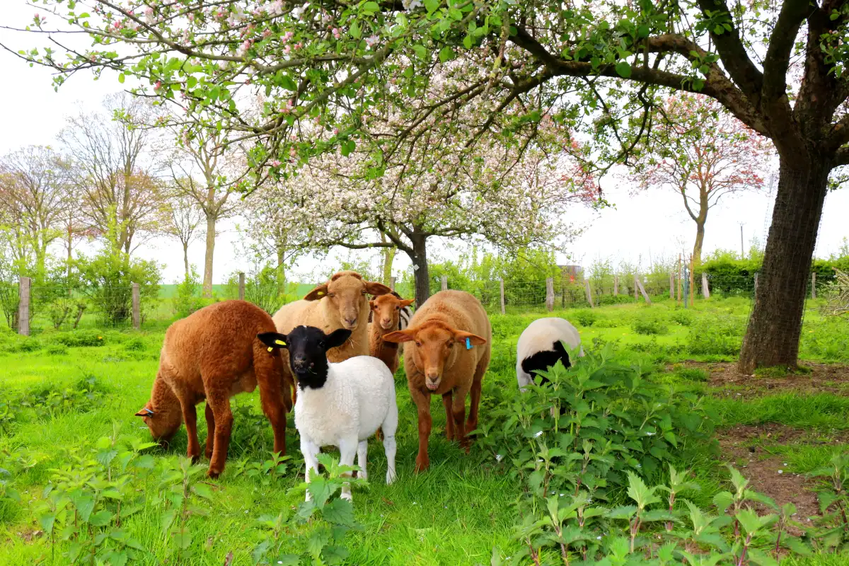 Schafe unter Apfelbaum