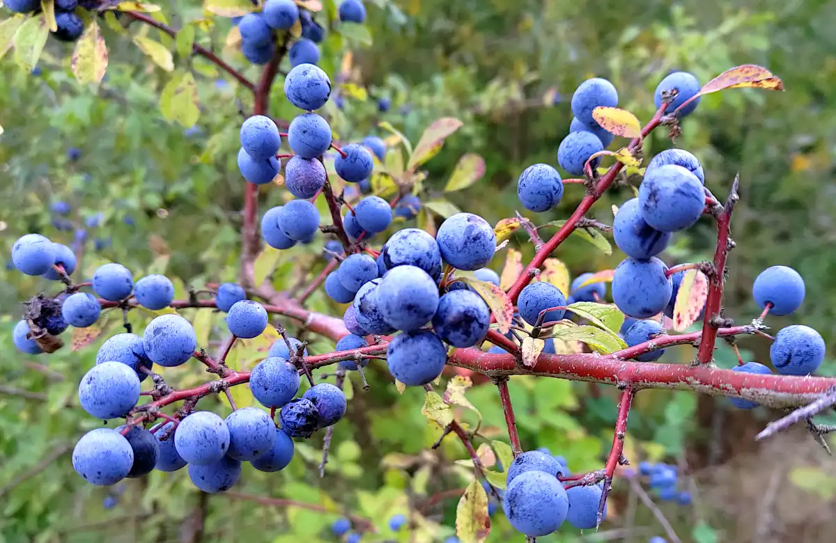 Schlehen am Strauch