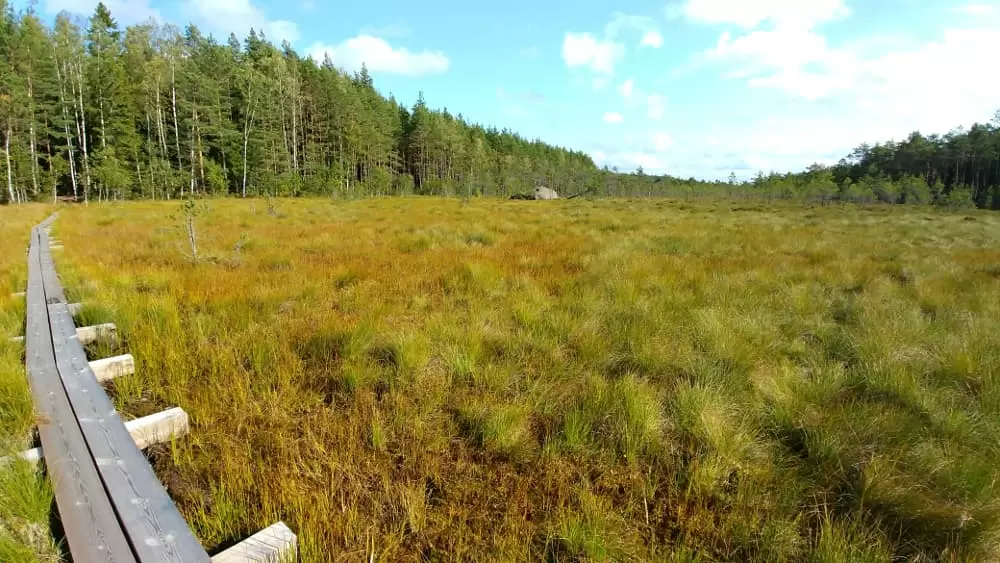 Steg durchs Moor