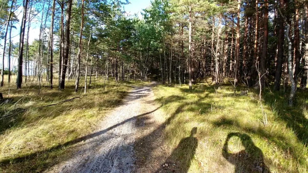 Wald direkt an der Ostseeküste im Baltikum