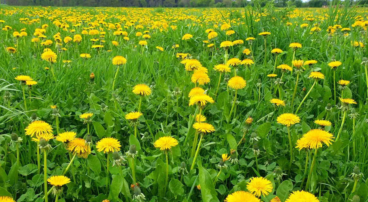 Weide met paardenbloemen