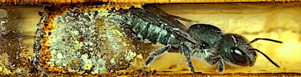 Wildbienen Nest