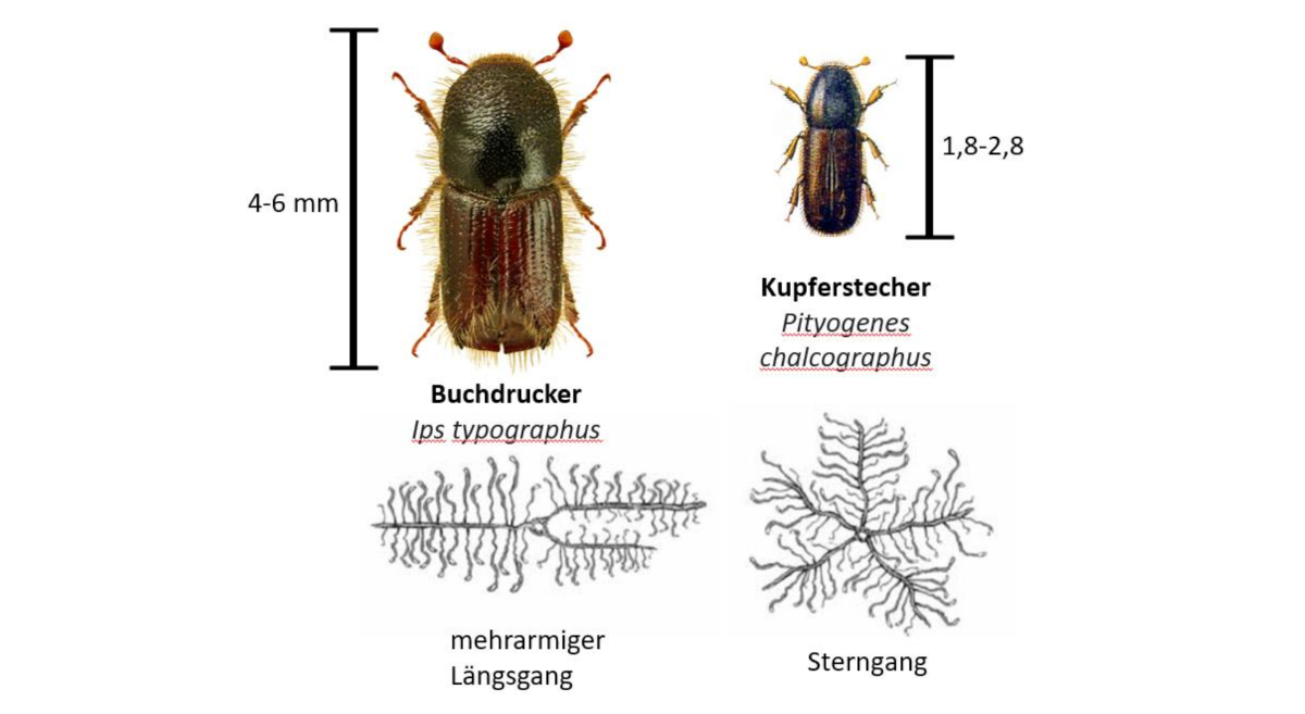 2 Arten Borkenkäfer