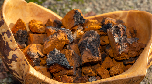 Chaga Stücke