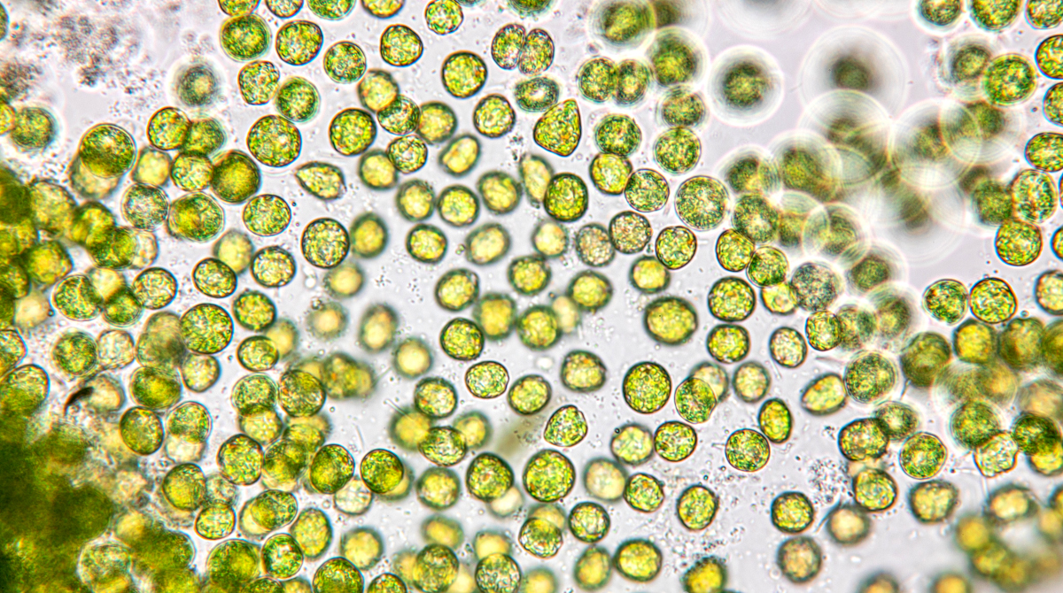 Chlorella unter dem Mikroskop