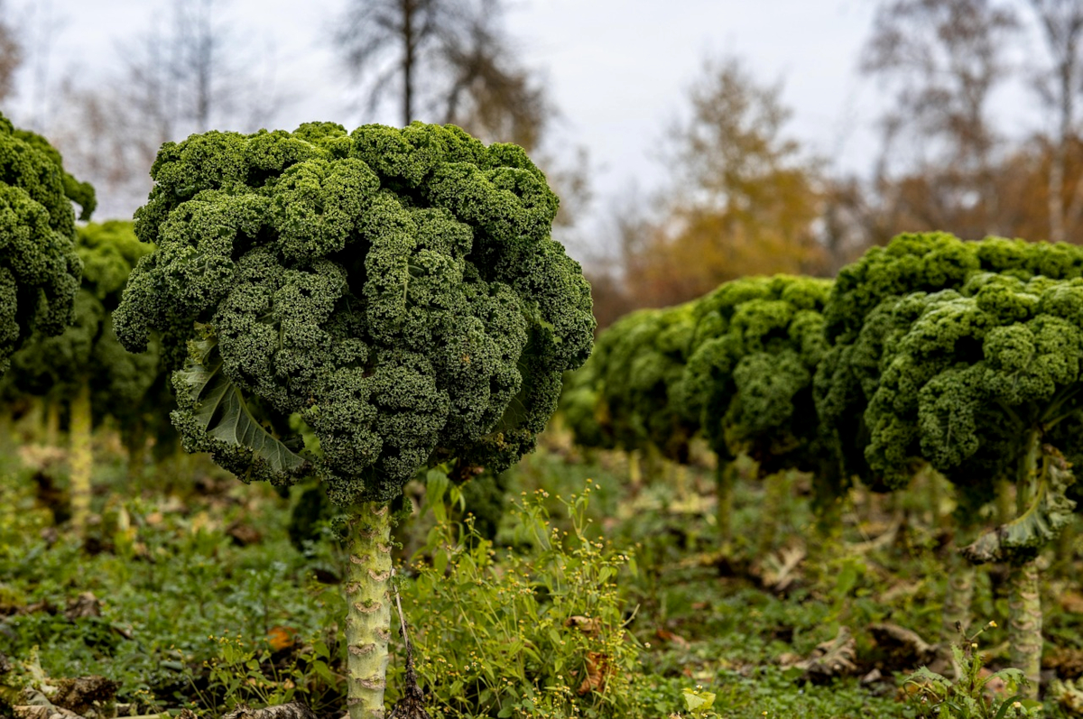 Grünkohl Pflanzen auf dem Feld