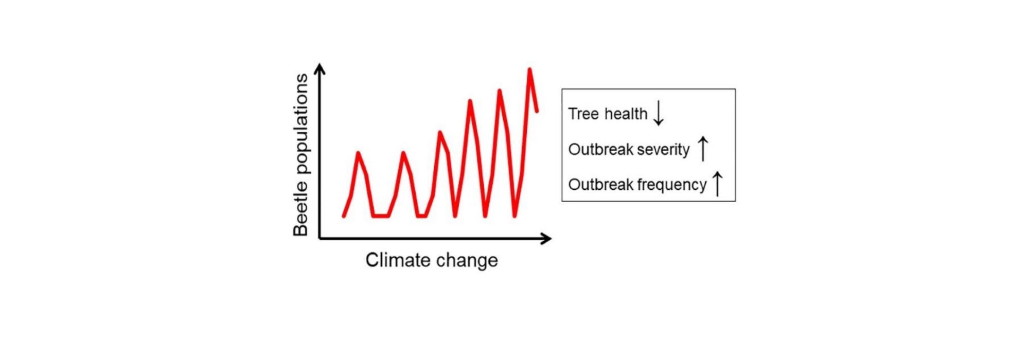 Korrelation Klimawandel Borkenkäfer