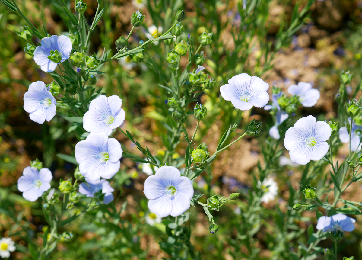 Leinblüte