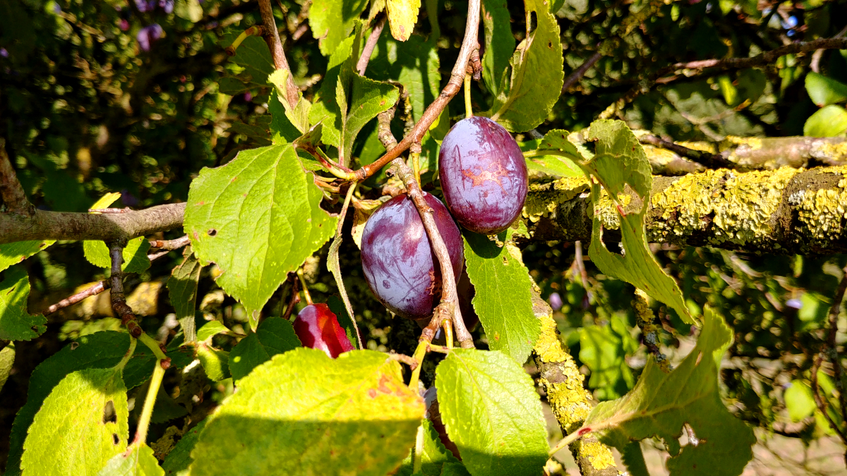 Pflaumen Streuobstwiese