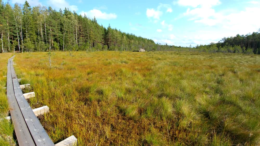 Steg durchs Moor