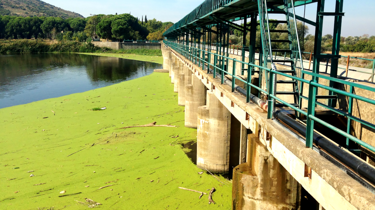 Wasserreinigung mit Algen