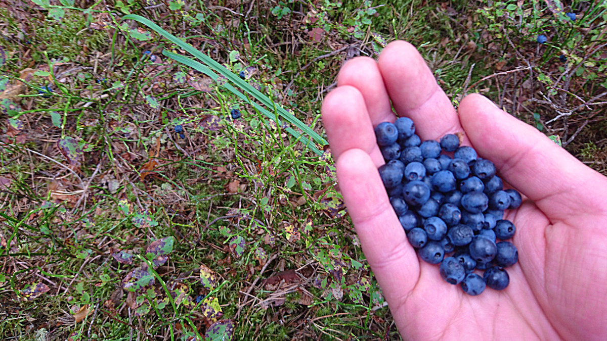 Wilde Heidelbeeren in der Hand